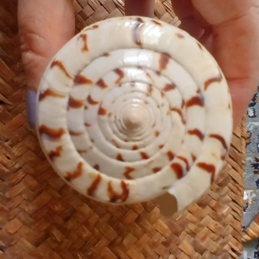 صدف طبیعی