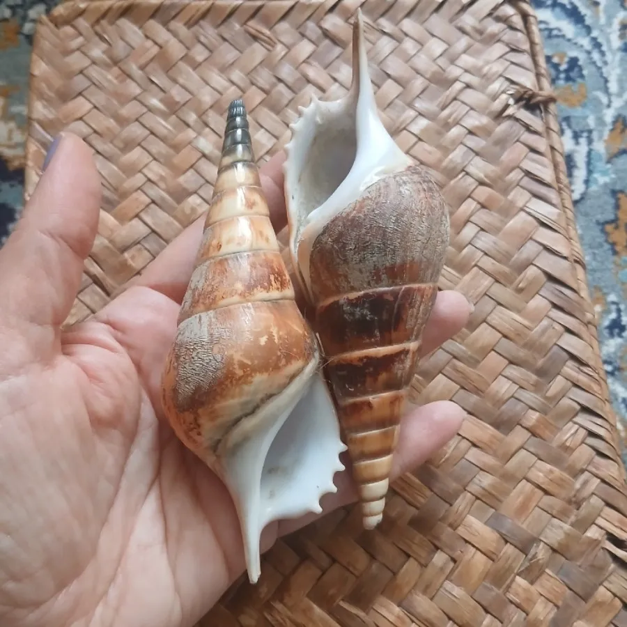 صدف طبیعی