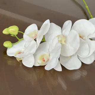 گل ارکیده