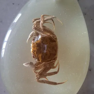 جاکلید شب نما، خرچنگ مادر