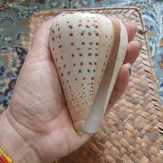 صدف طبیعی