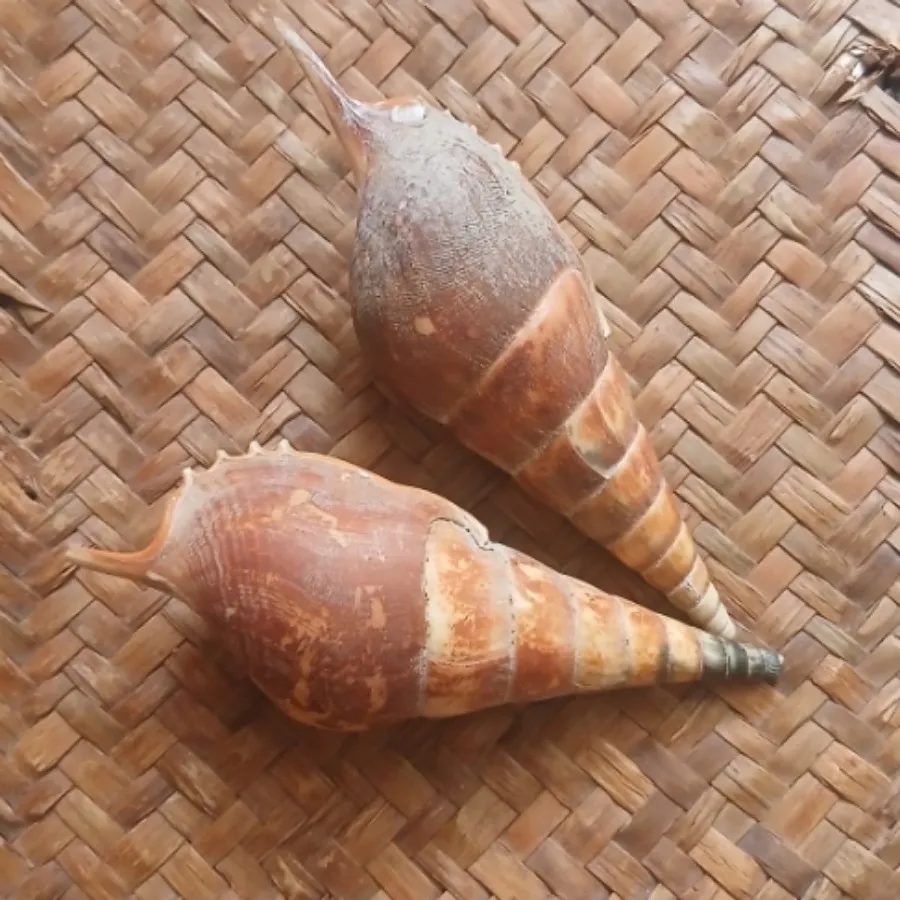 صدف طبیعی