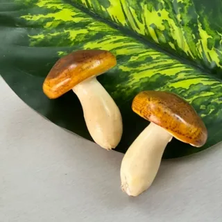 قارچ تزیینی