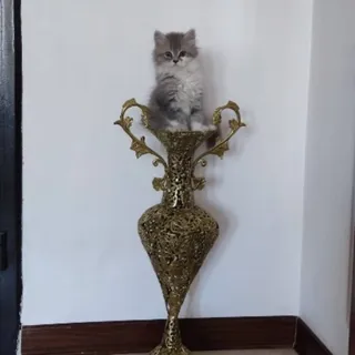 پیشی