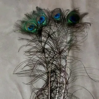 پر طاووس