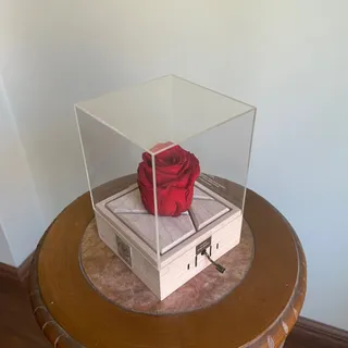 گل جاودانه موزیکال