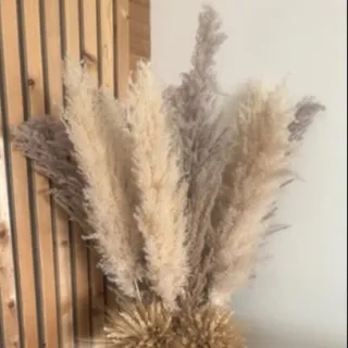 گل خشک پامپاس