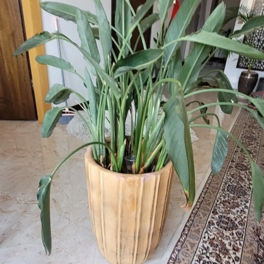 گلدان و گل طبیعی