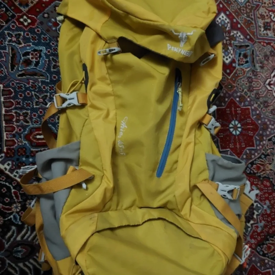 کوله پکینیو ( کله گاوی)