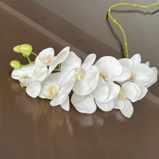 گل ارکیده وارداتی