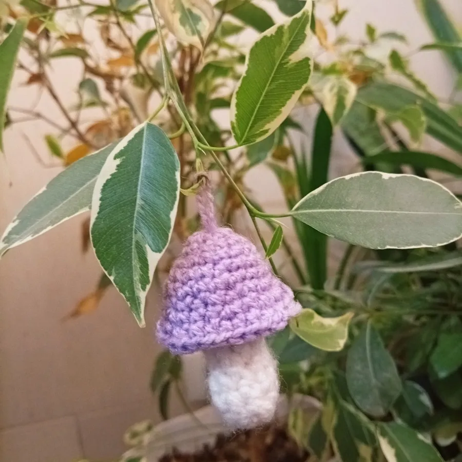 قارچ بافتنی
