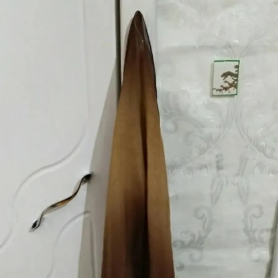 شال حریر