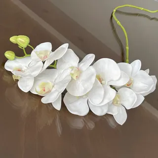گل ارکیده وارداتی