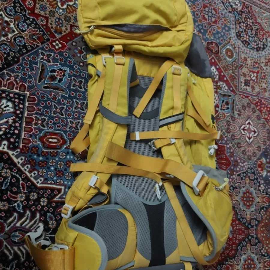کوله پکینیو ( کله گاوی)