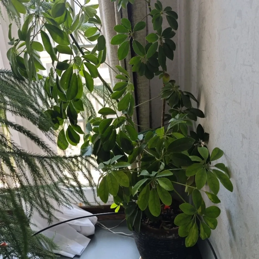گیاه شفلرا