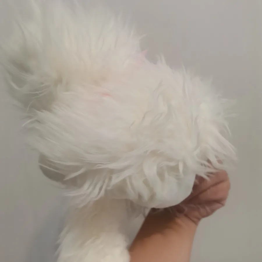 عروسک گربه پرشین