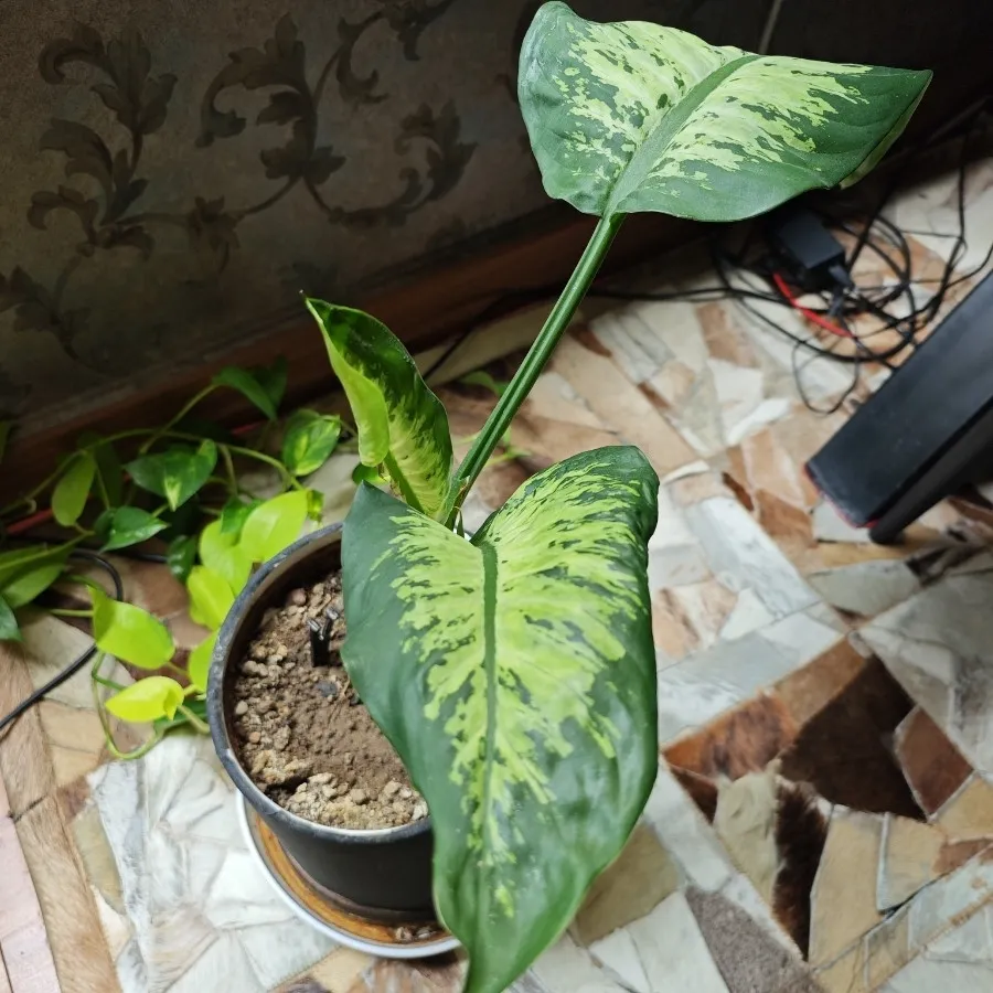 گیاه دیفن باخیا