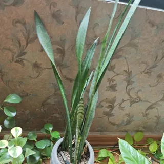 گیاه سانسوریا