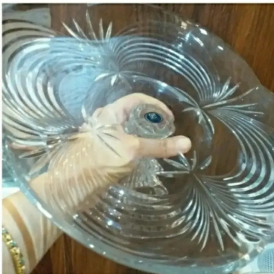 میوه خوری پایه دار کریستا