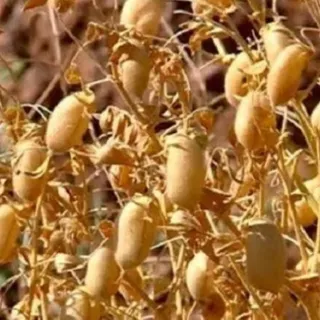 نخود درجه یک