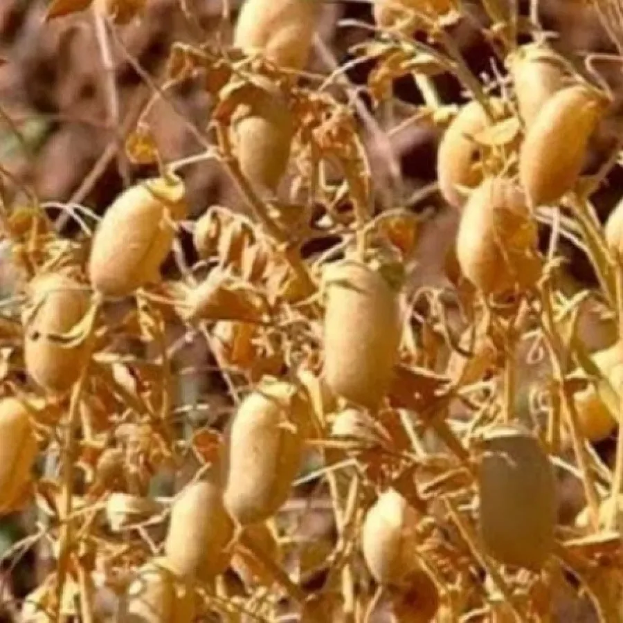 نخود درجه یک