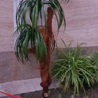 درختچه نخل