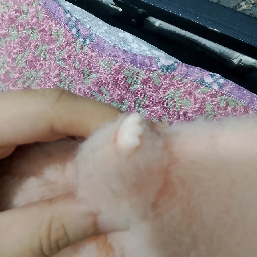 عروسک لبوبو
