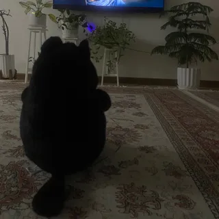 مجلسی قرمز