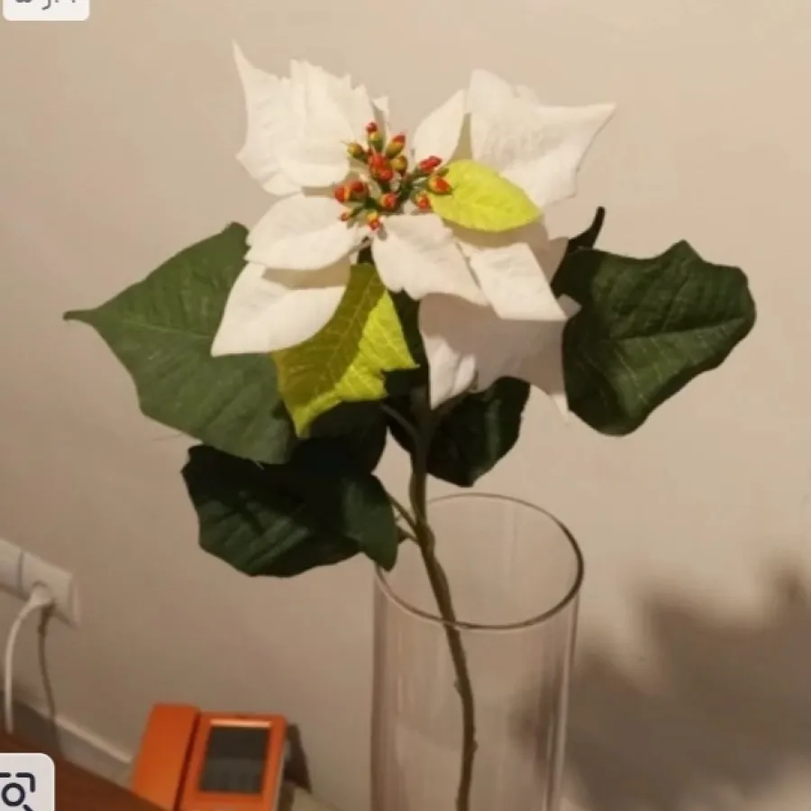 گل ایکیا سفید بزرگ