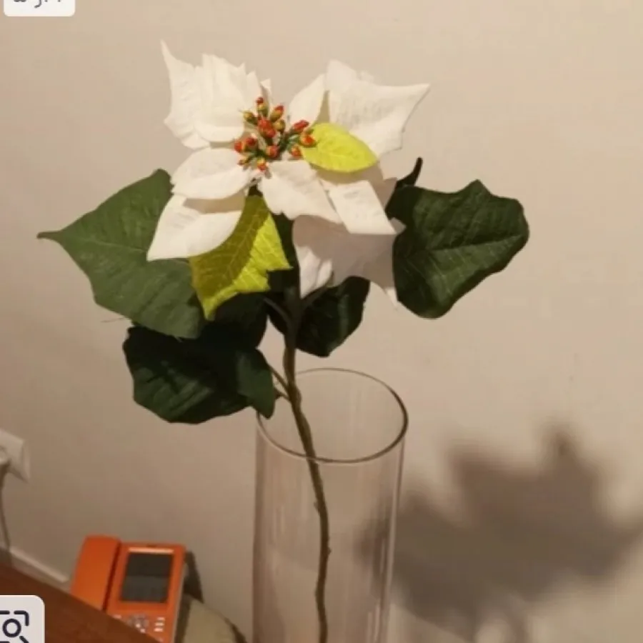 گل ایکیا سفید بزرگ