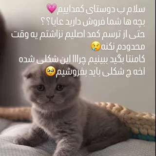 پیشولی??
