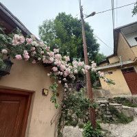 عسل منصوریان