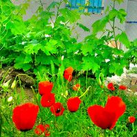 کمد با صرفه