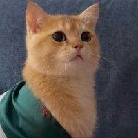آتیش پاره