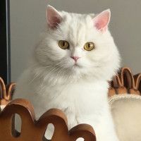 پریسا عباسی